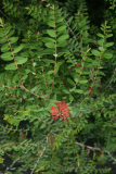 Melaleuca hypericifolia RCP8-09 071.jpg